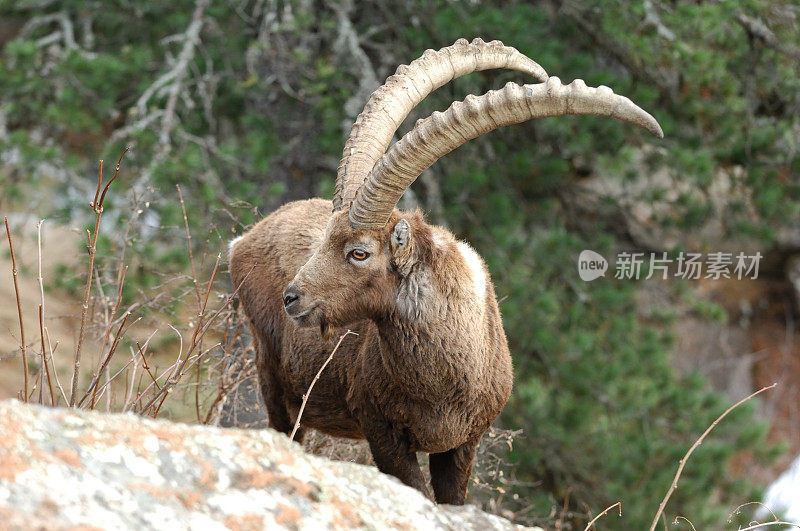 高山山羊 (Capra ibex ibex)